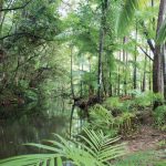 Bosque tropical de Daintree