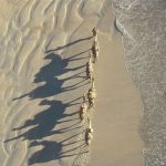 Camellos, playa de Broome - Viaje Colores de Australia