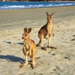 Canguros en la playa - Viaje Colores de Australia
