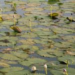 Yellow Water - Viaje Colores de Australia