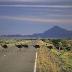 Emus Flinders Ranges