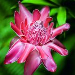 Naturaleza - Viaje a Australia y Nueva Zelanda